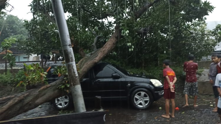 Hujan Deras Disertai Angin Kencang, Puluhan Pohon di Probolinggo Tumbang