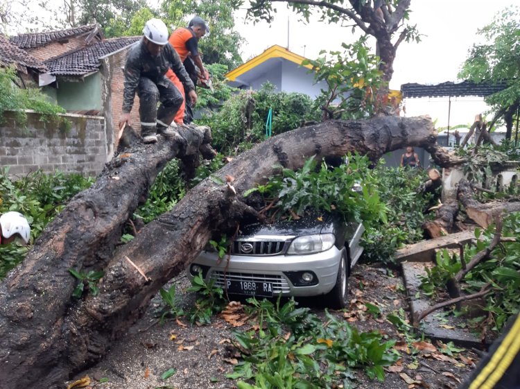 Pohon Mangga di Situbondo Tumbang Timpa Mobil Warga, Pemililk Rugi Jutaan Rupiah