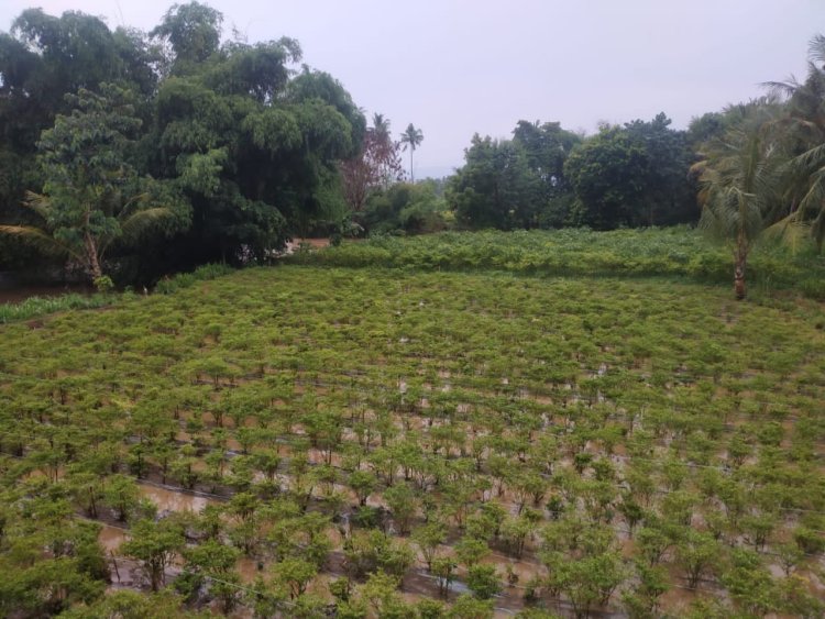 Lahan Terendam Banjir, Petani Cabai di Kumbangsari Rugi Puluhan Juta Rupiah