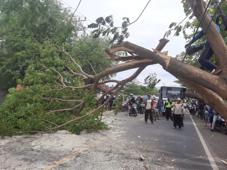 Pohon Tumbang, Arus Lalu Lintas di Jalur Pantura Kapongan Macet hingga Dua Kilometer