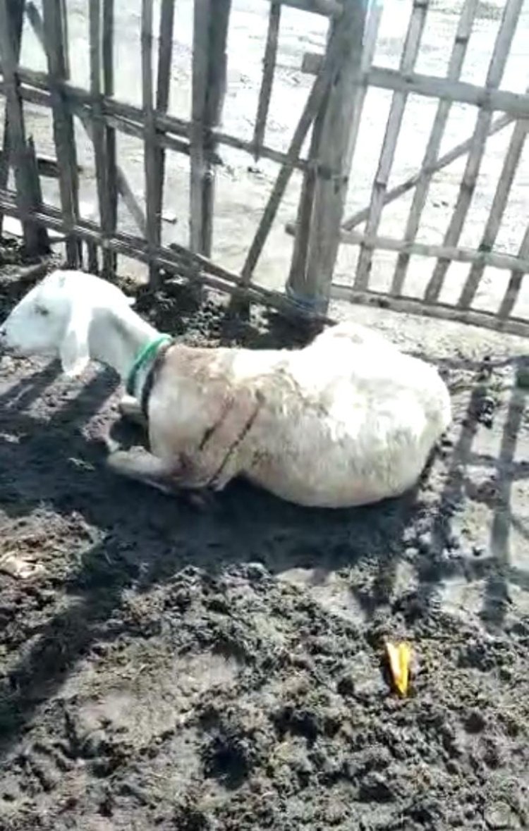 Digigit Anjing Liar, Empat Kambing Warga di Situbondo Mati