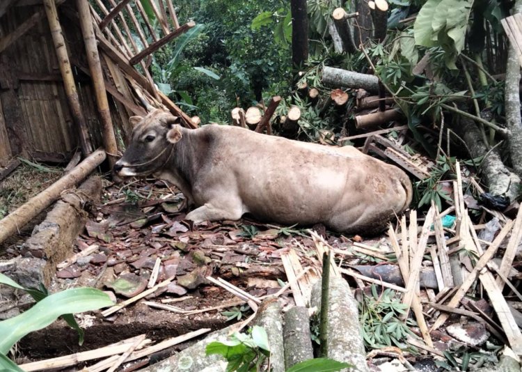 Kandang Sapi Tertimpa Pohon, Pemilik Rugi Jutaan Rupiah