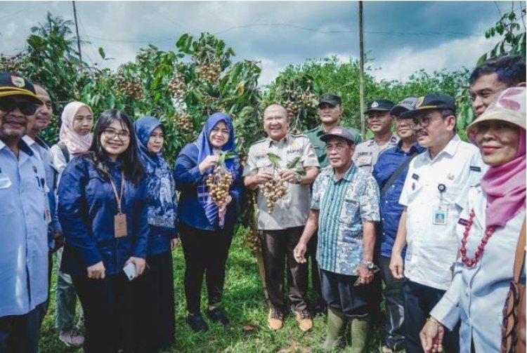 Petani di Jember Antusias Tanam Kelengkeng Jemsu