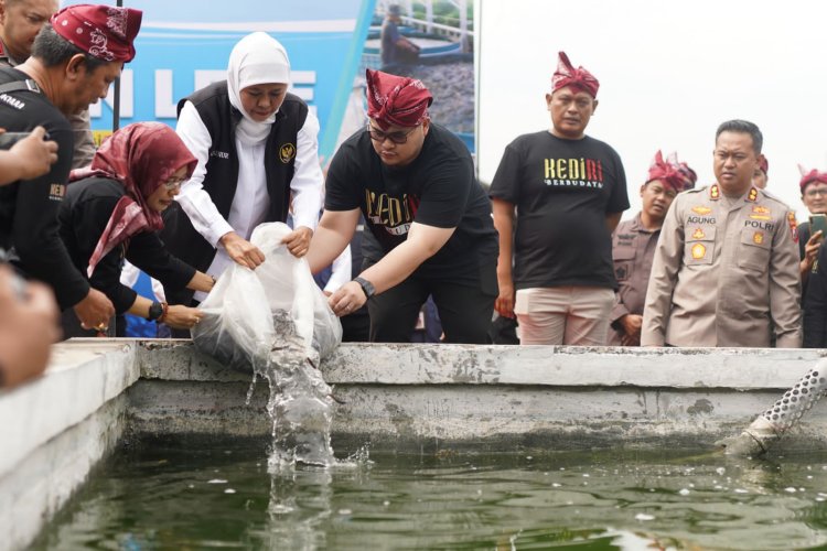 Bersama Mas Dhito, Gubernur Khofifah Dorong Penguatan Produksi Lele