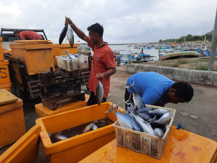 Ikan Lemuru dan Tongkol Dominasi Produksi Tangkapan Pelabuhan Perikanan Grajagan