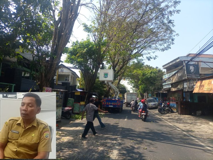 Hindari Bencana Pohon Tumbang, DPUBM Kabupaten Malang Rapikan Pohon yang Berada di Pinggir Jalan