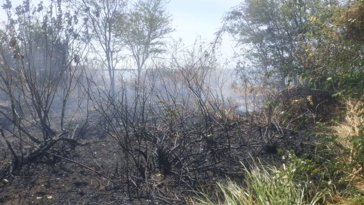 Lahan Tandus di Pantai Probolinggo Terbakar, Butuh Tiga Jam Pemadaman