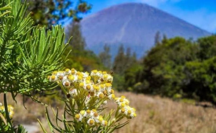 Api Masih Menyala di Bukit Teletubbies TNBTS, Dampaknya Mencemaskan