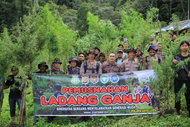 Polres Gayo lues Musnahkan Ladang Ganja di Desa Pepelah-Pining