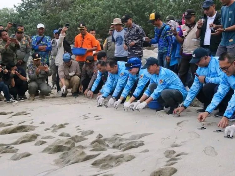 Pelepasan Puluhan Penyu Hijau Warnai Event Jember Fishing Tourism di Papuma Jember