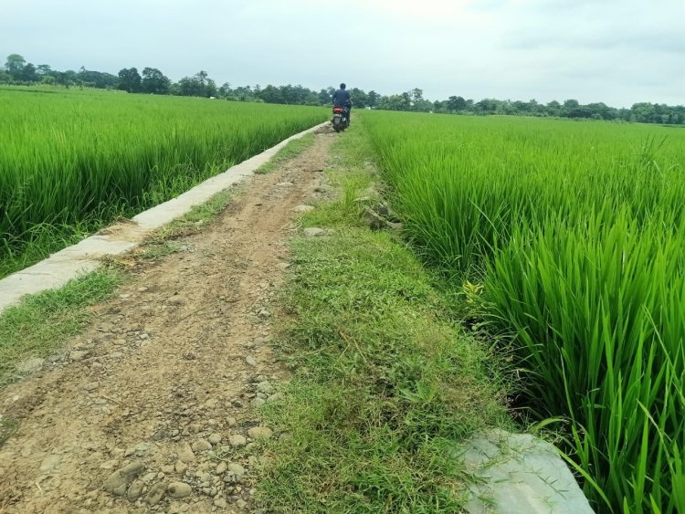 Proyek Talud JUT Cipelem Bulukamba Brebes Diduga Mangkrak