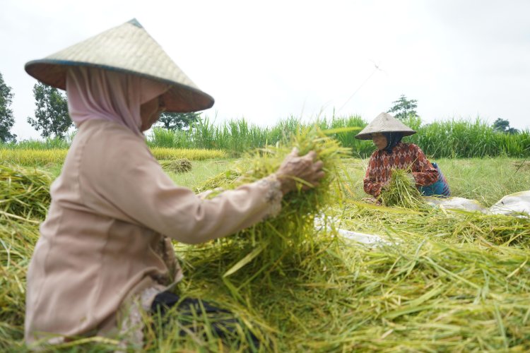 Melalui Program DITO, Produktivitas Padi di Kabupaten Kediri Terus Merangkak Naik