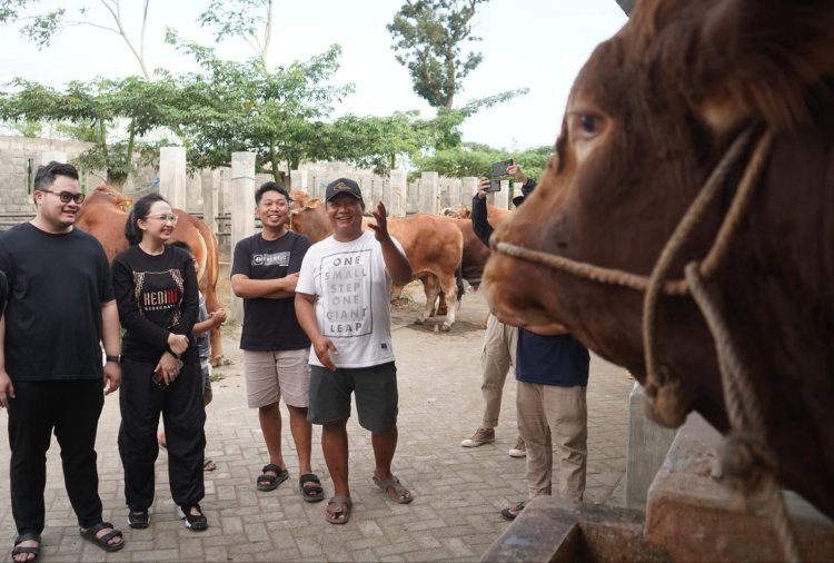 Bupati Kediri dan Mbak Cicha Beli Sapi Jumbo Lebih dari 4 Ton untuk Warga