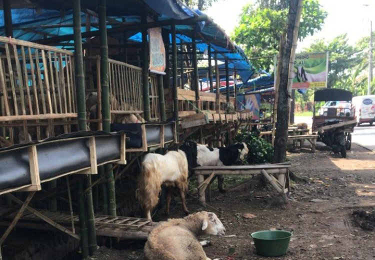 Dinas Peternakan Jember Sidak Lapak Pedagang Hewan Qurban