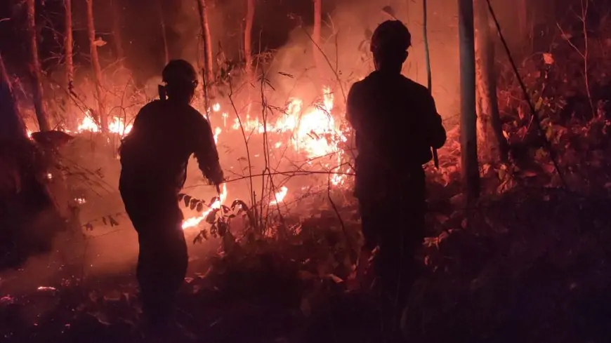 Kebakaran di Pasir Putih, Areanya Mencapai Dua Hektare