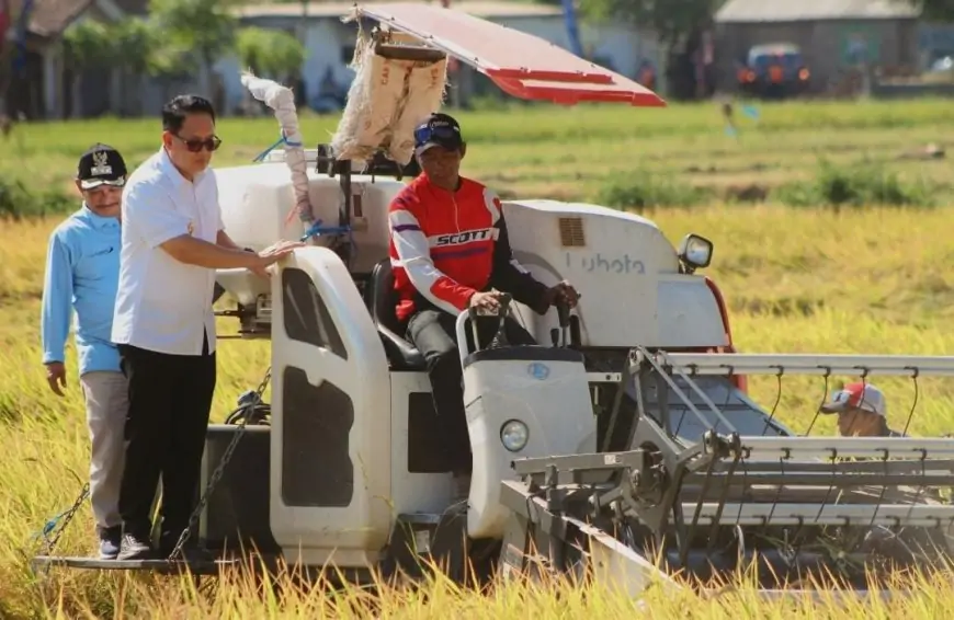 Bisa Dapat 8,2 Ton Perhektare, Padi BK Situbondo Solusi Ketahanan Pangan